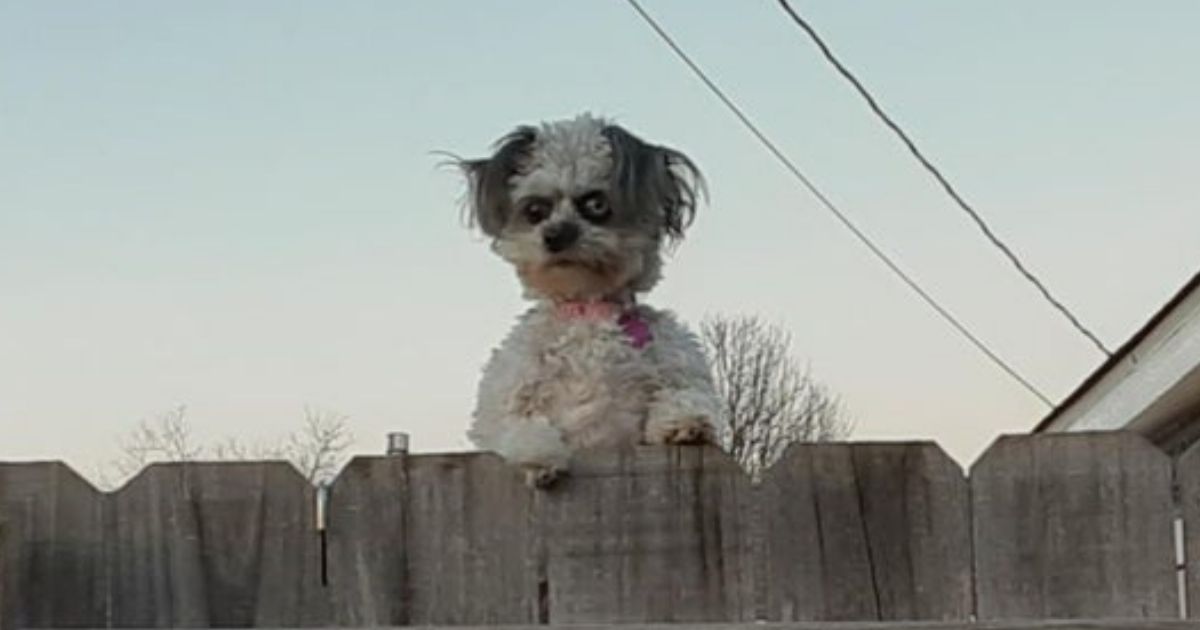 demon-dog-cover-1.jpg