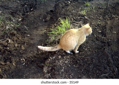 cat-pooping-260nw-35149.jpg