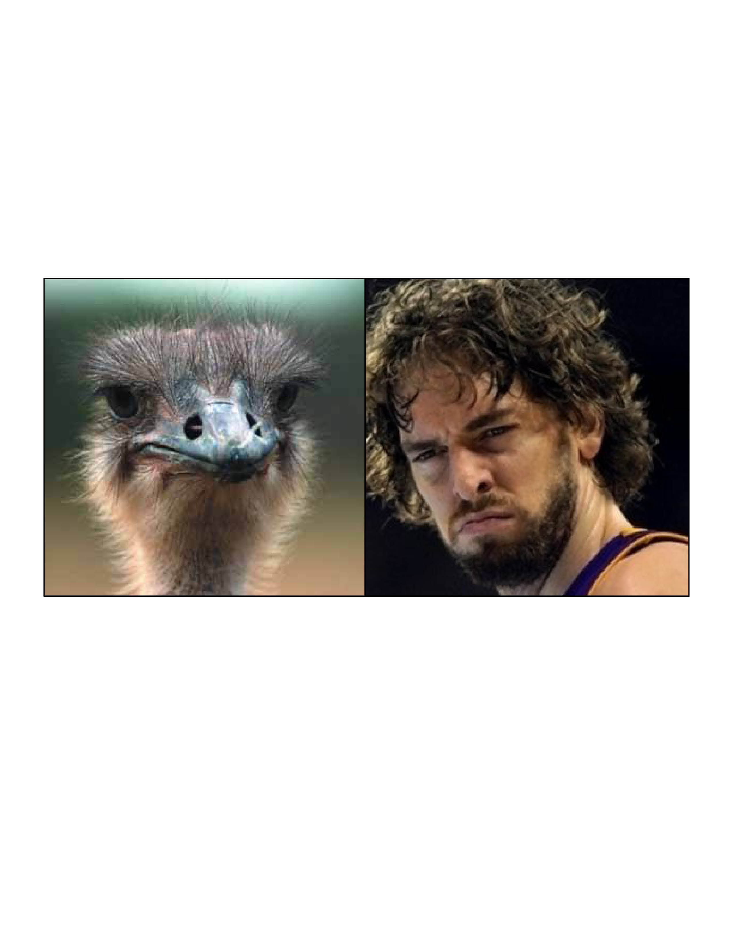 gasol-ostrich.jpg