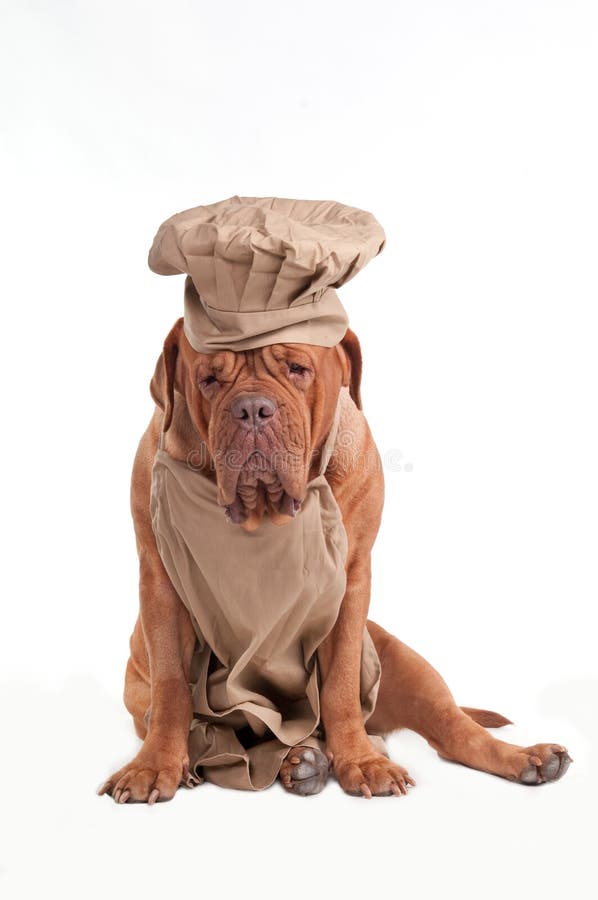tired-chef-dog-apron-chef-hat-17993877.jpg