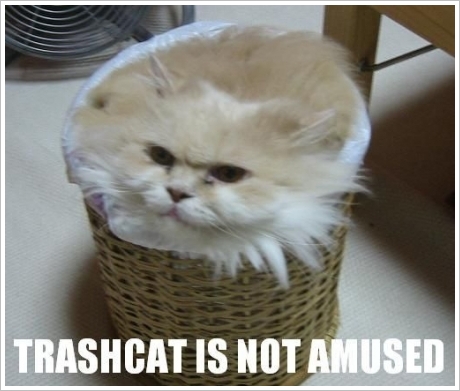 lolcat-1april-trashcat.jpg