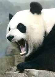 r_1227551708_panda_teeth.jpg