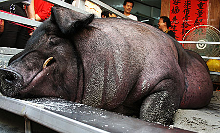 giantpig_450x273.jpg