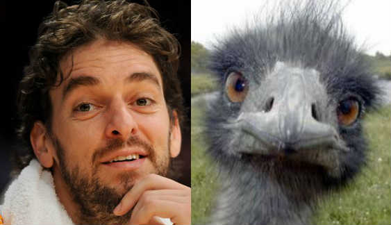 pau-gasol.jpg