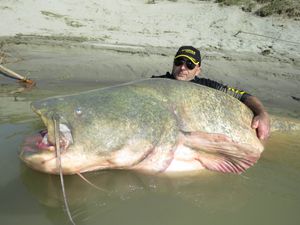 Italy_Catfish-300x225.jpg