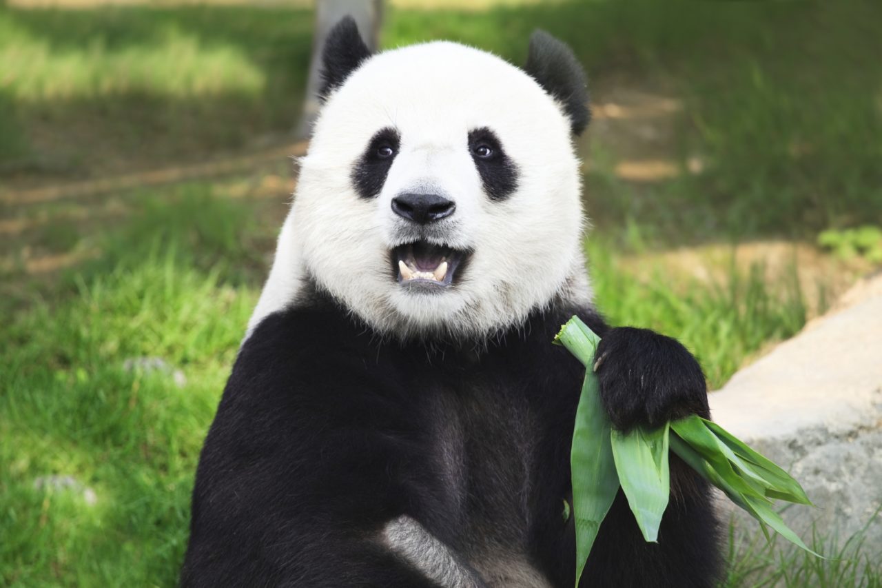 panda-1280x853.jpg