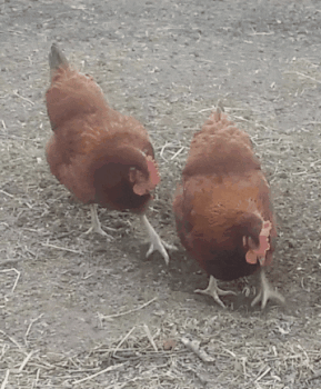 8d0212c82059a94e26ee5ed08dec964f.gif