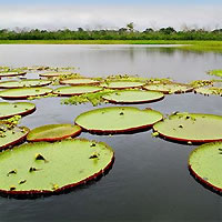peruamazonriverview.jpg