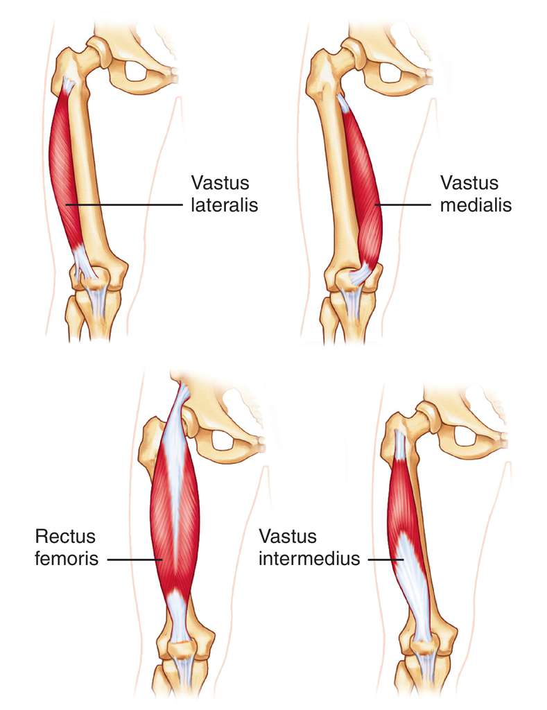 quadriceps-femoris.jpg