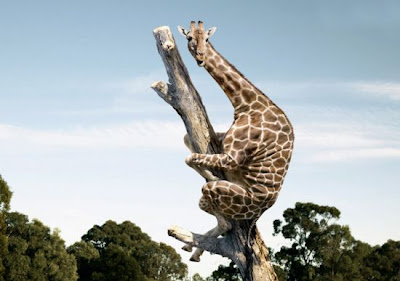 giraffe.jpg