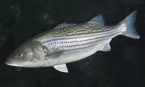 Striped_Bass_page_image1.jpg