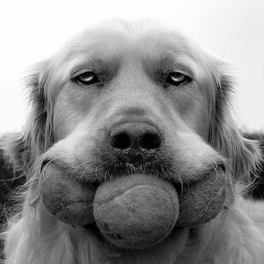 retriever-cool.jpg