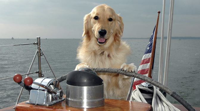 boat-dogs.jpg