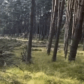 forest-trees.gif