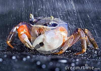crab-rain-2104438.jpg