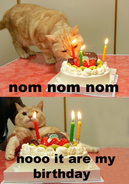 BirthdayCakeCat.jpg