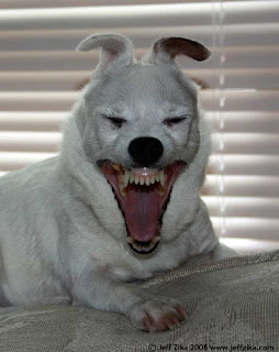 evil-bear-dog.jpg