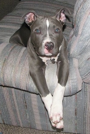 PitbullTyson12weeksOld.JPG
