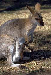 wallaby.jpg