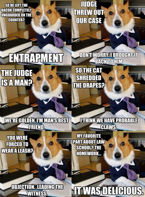 Lawyer-Dog-Montage.jpg