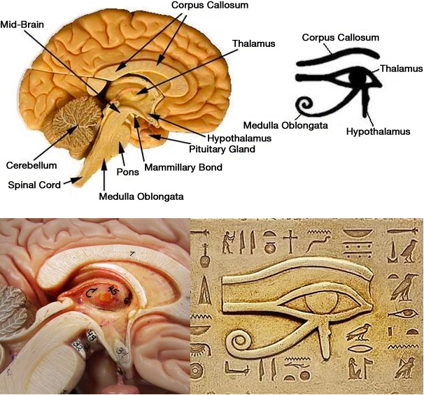 pineal_gland_eye_of_horus.jpg