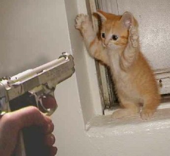 kitten-gun_inline.jpg