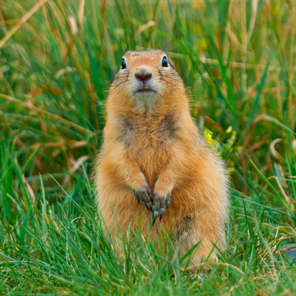 shutterstock_1058591150-Gophers.jpg