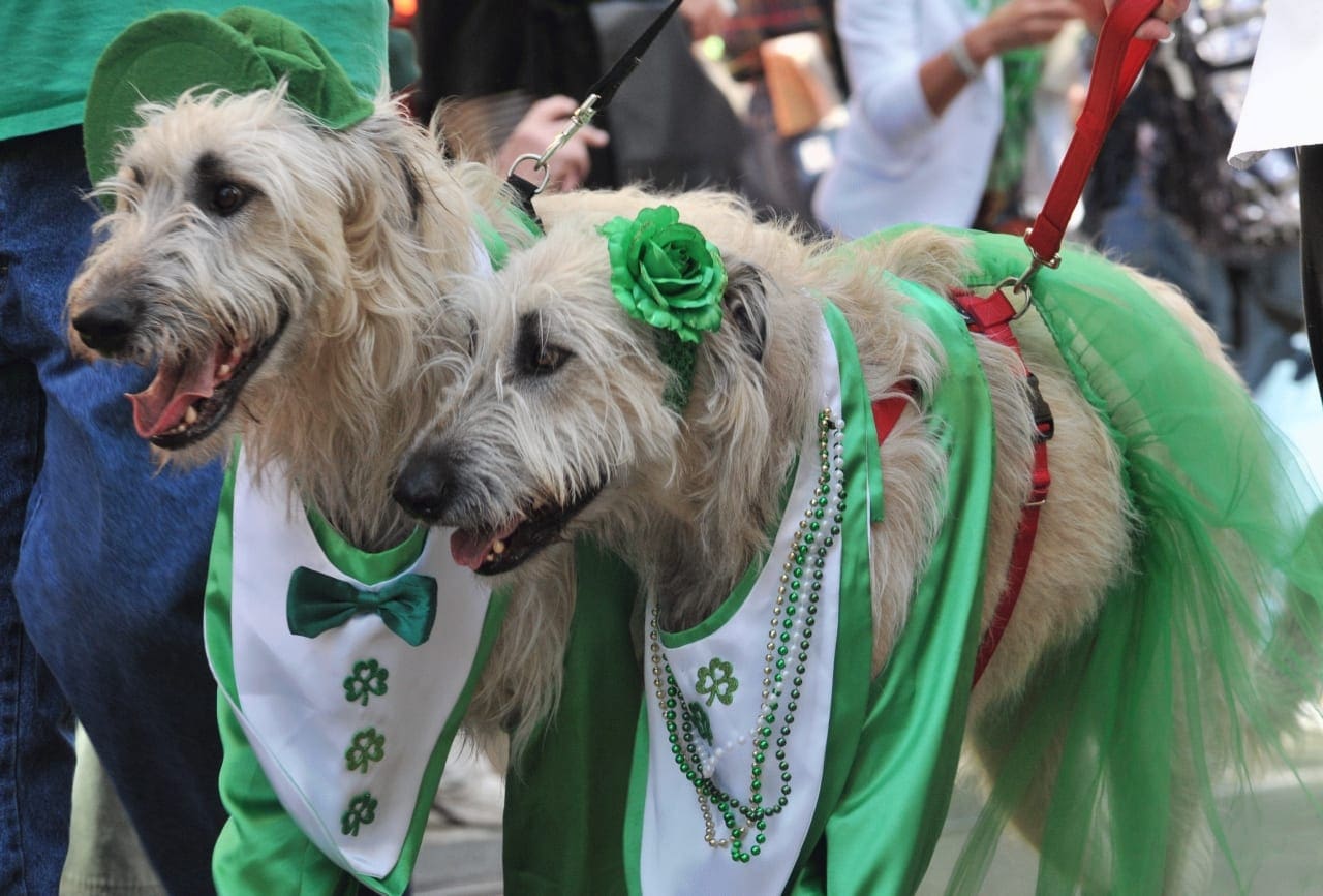irish-wolfhound-st-patrick.jpg