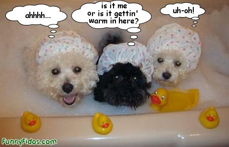 funny-dog-3-dogs-in-a-tub.jpg