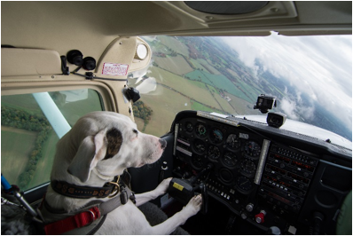 1459362712-dogs-might-fly-shadow.png