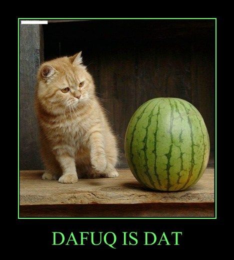 demotivational-posters-dafuq-is-dat.jpg