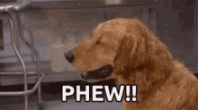 phew-dogs.gif