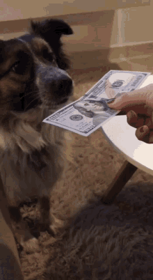 morci-dog.gif