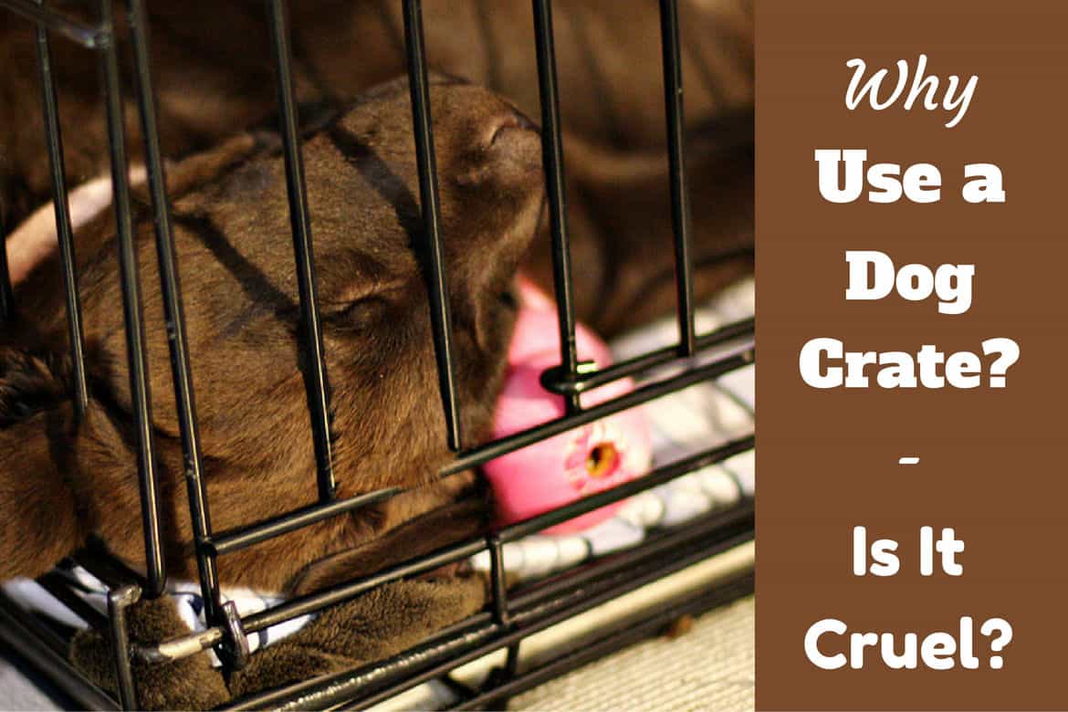 Why-use-a-dog-crate-1.jpg