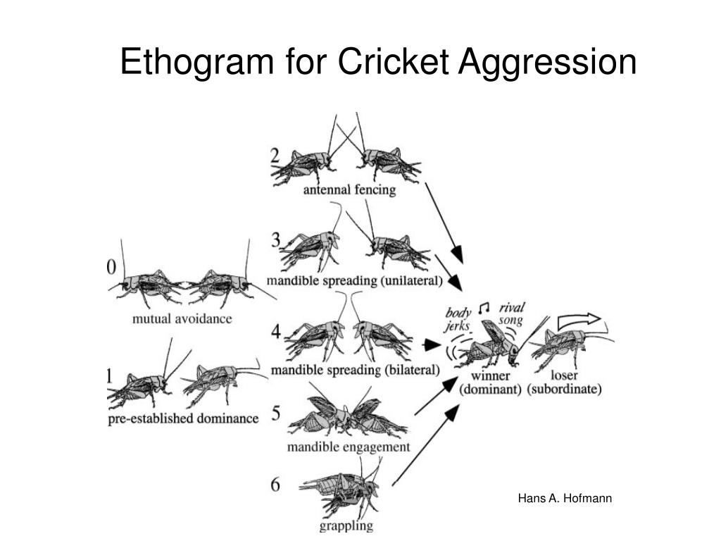 ethogram-for-cricket-aggression-l.jpg