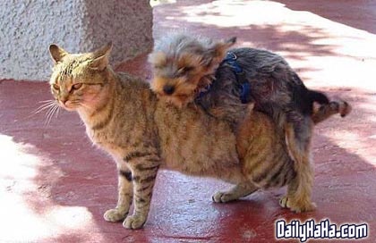 humping_cat_dog_1286397616.jpg
