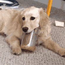 dog-peanut.gif