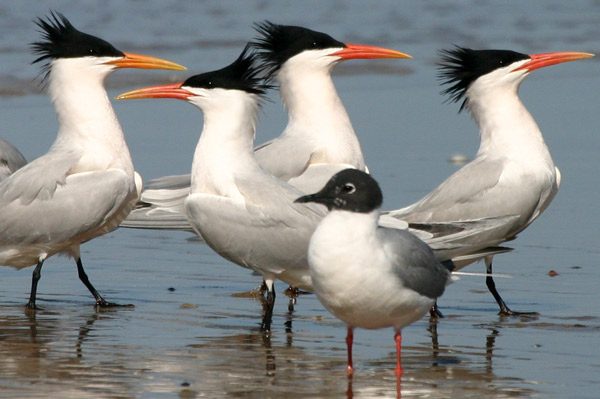 Terns_1952.jpg