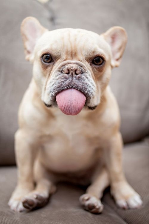 86103-Cute-French-Bulldog.jpg