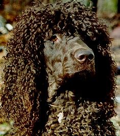 IrishWaterSpanielmolly.jpg