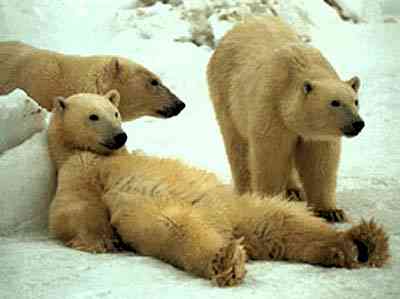 bearly_standing.jpg