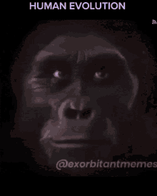 evolution-human.gif