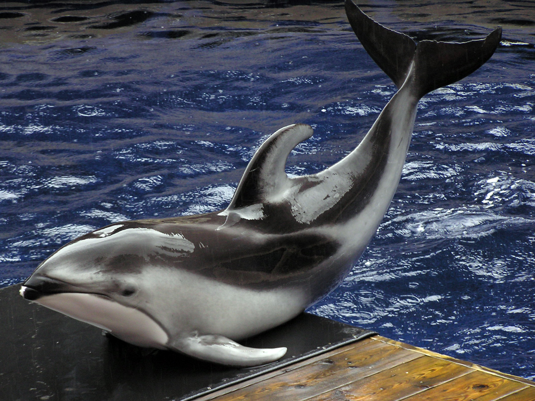 Pacific_white-sided_dolphin_va_2.jpg