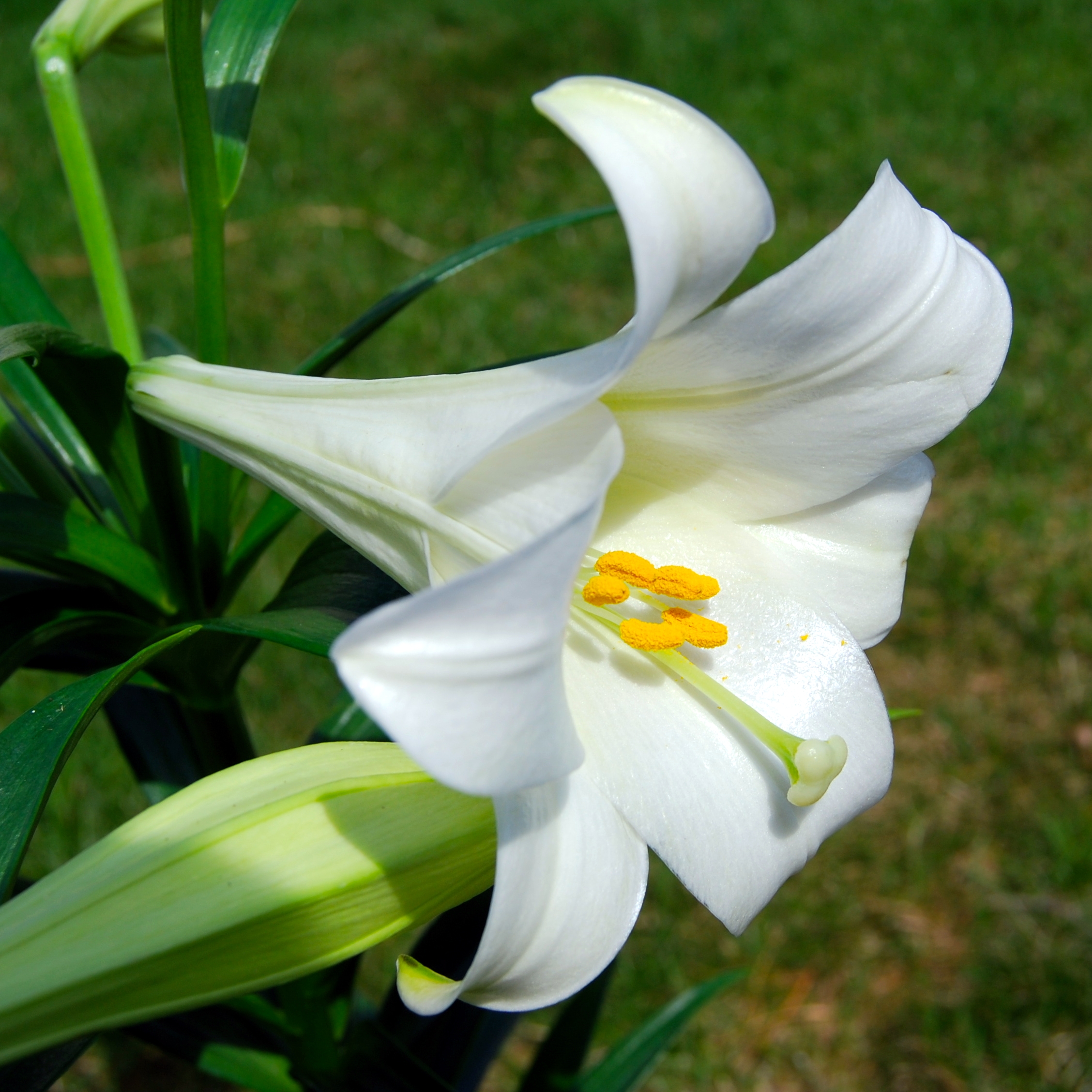 Lilium_longiflorum_(Easter_Lily).JPG