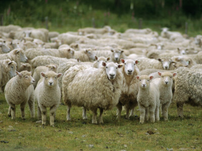 eshet-mula-flock-of-sheep-new-zealand-pacific.jpg