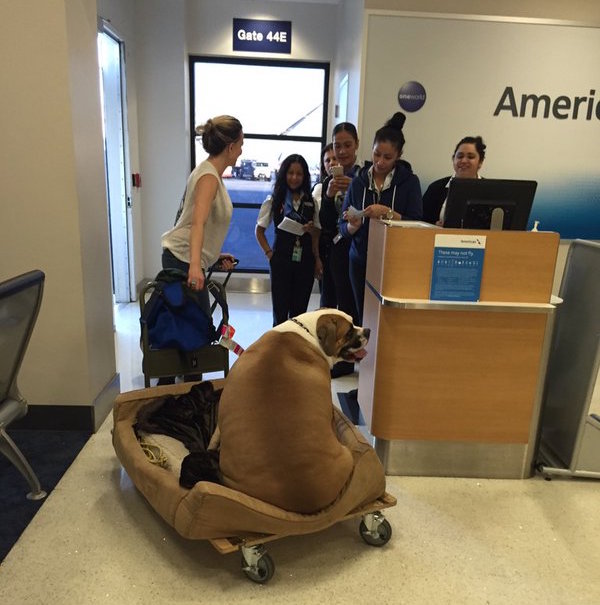 Dog-Airport.jpg
