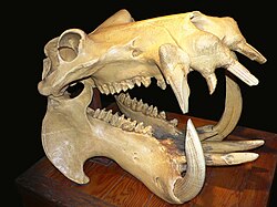 250px-Hippo_skull_dark.jpg
