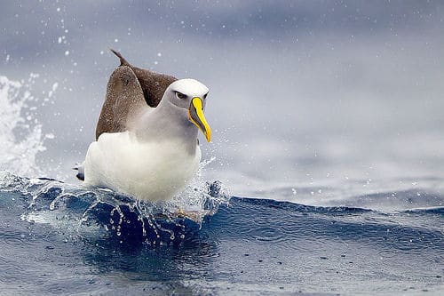 albatross.jpg