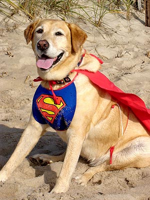 dog-super.jpg