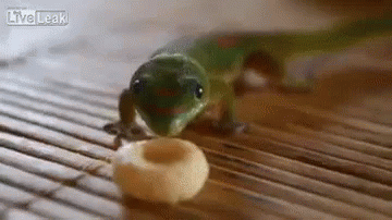 lizard-cheerio.gif